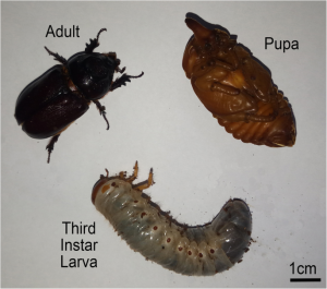 Adult, pupa, and 3rd star larva on a white background