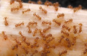 Little fire ants crawling on chopstick