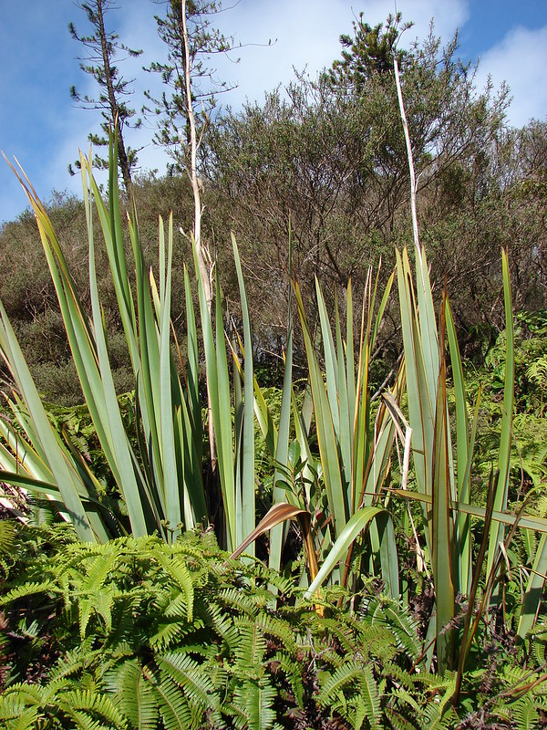 New Zealand Flax