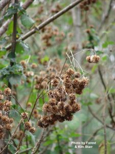 brown fruit of tree daisy