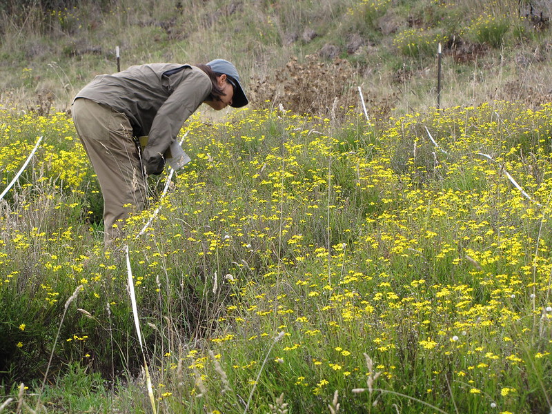 Finding fireweed