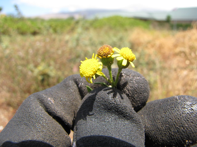 Hand pulling fireweed