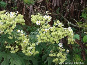 tree daisy flowers and immature fruit on bush