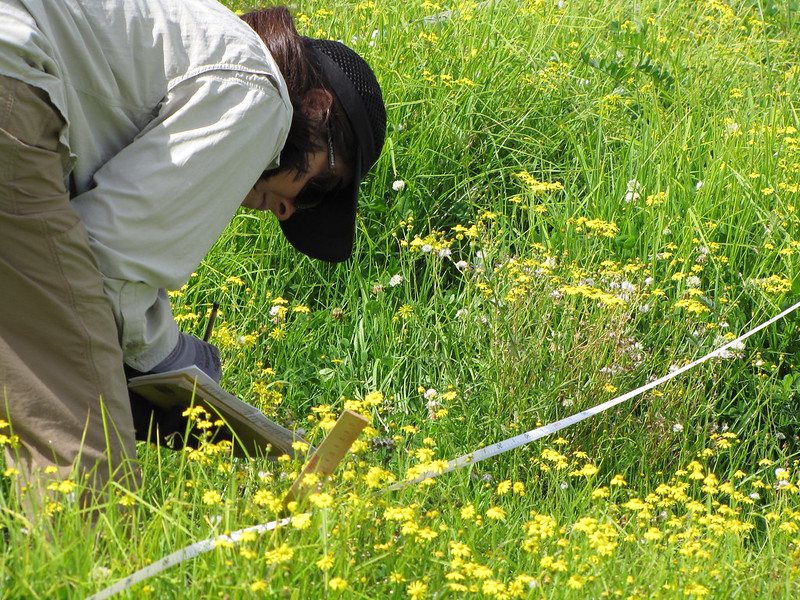 Pulling fireweed