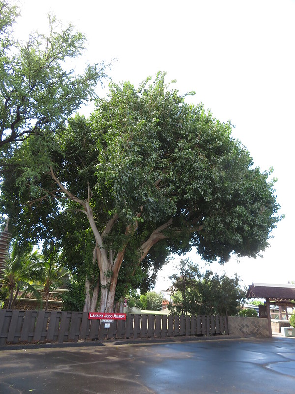 Bo Tree