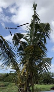 Geometric notching on palm fronds