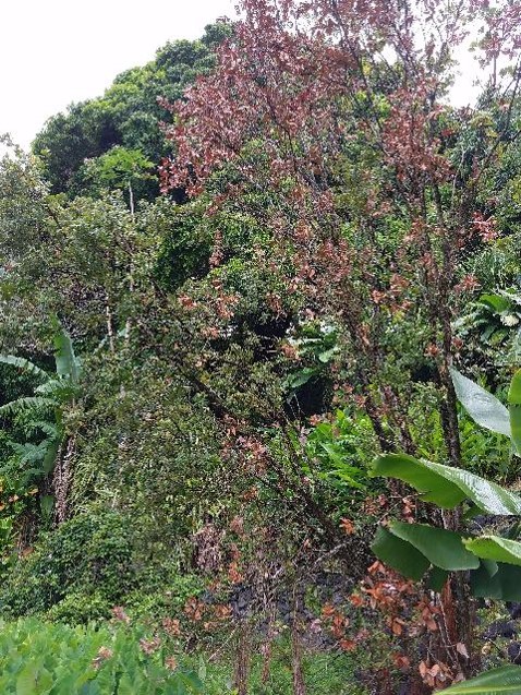 Ohia tree with brown leaves affected by ROD