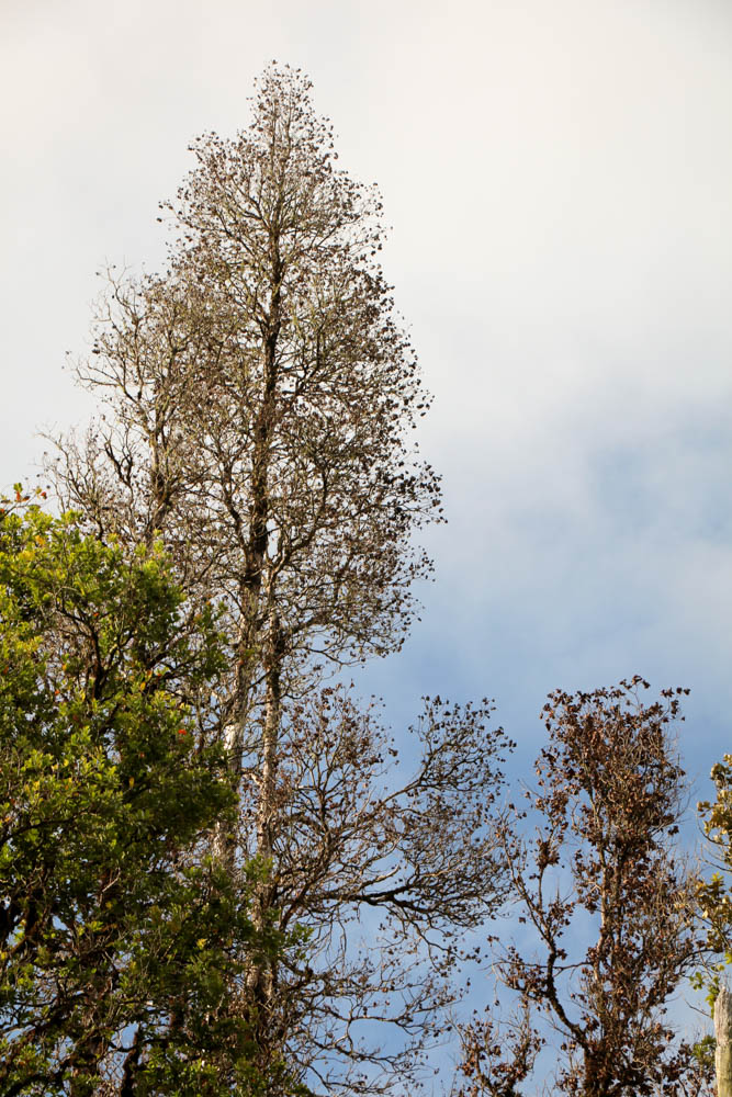 Ohia tree with brown leaves affected by ROD
