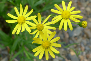 Closeup of fireweed flowers