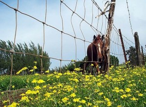 Fireweed in pasture with a horse in the background