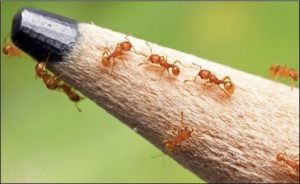 Little fire ants crawling on pencil tip