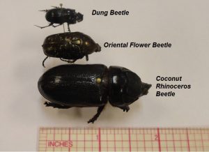 Side by side size comparison of a dung beetle, oriental flower beetle, and a CRB next to a ruler.
