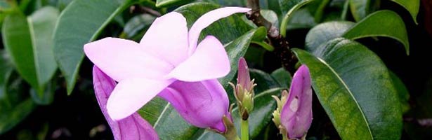 Close up of rubbervine flowers