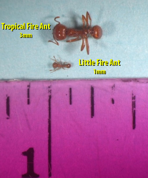 Tropical fire ant and a little fire ant aligned next to each other along a ruler